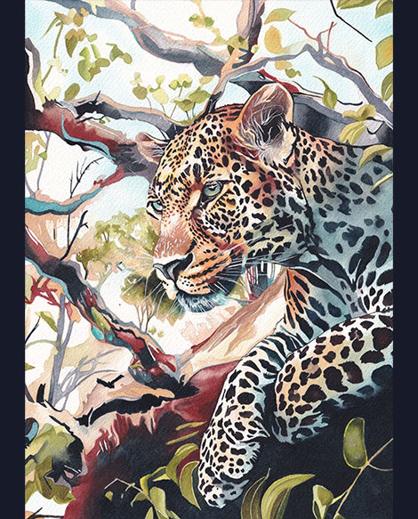 Aquarelle d’un léopard au repos dans un arbre par matinée d’été